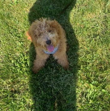 Poodle – Mini Golden Doodle