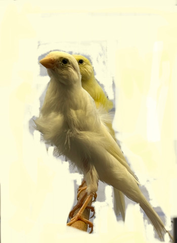 Canary