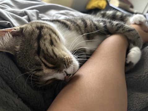 Others - Azula looking for a Forever Home available for adoption in Panama City Beach