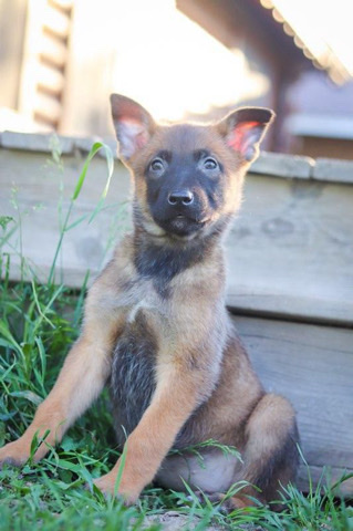 Belgian Shepherd Dog (Malinois) – Belgian Malinois