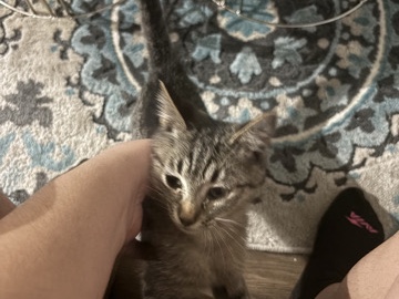 Sweet 5-Month-Old Mixed Breed Kitten for Adoption in Lutz – Land O Lakes