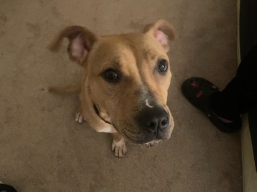 Goose -medium sized mixed breed