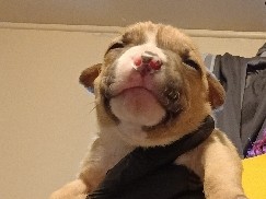 American Pit Bull Terrier – American Pit Bull Terrier Puppy – Albertson