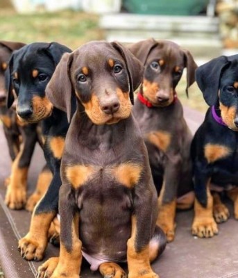 Doberman Pinscher - Adorable Doberman Pinscher Puppies For Sale Akc Registered available for adoption in Los Angeles