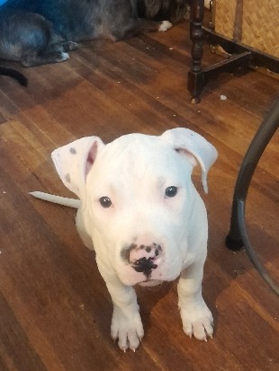 American Pit Bull Terrier – white/pink ,blk/****