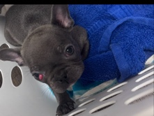 Bouvier des Flandres – blue-girl  French bulldog – New Boston