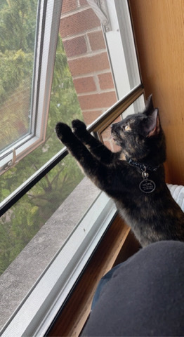 American Shorthair – 7 month old female cat