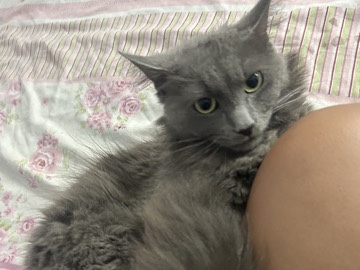 Ragdoll – mix ragdoll, American shorthair orange cat – New York