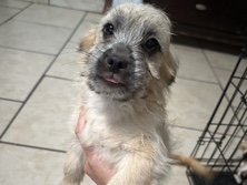 Mixed Breed - puppies  available for adoption in San Diego