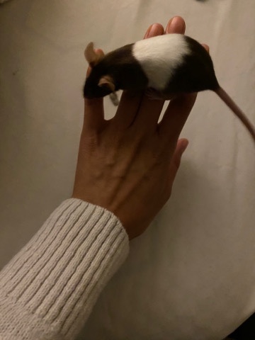 2 female mice sisters w/ supplies needed
