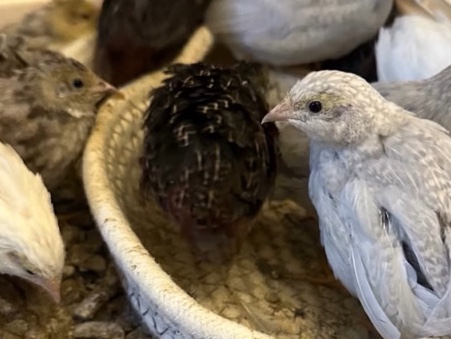 Quail – Quail – Henderson