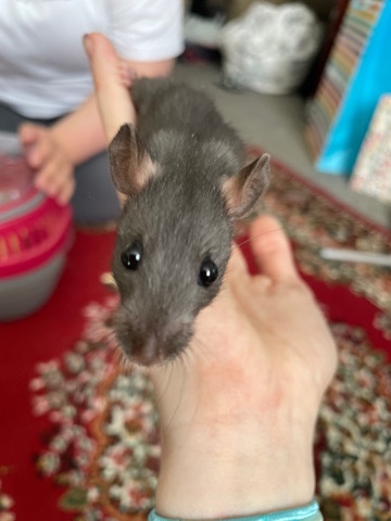 Any – Baby male rats