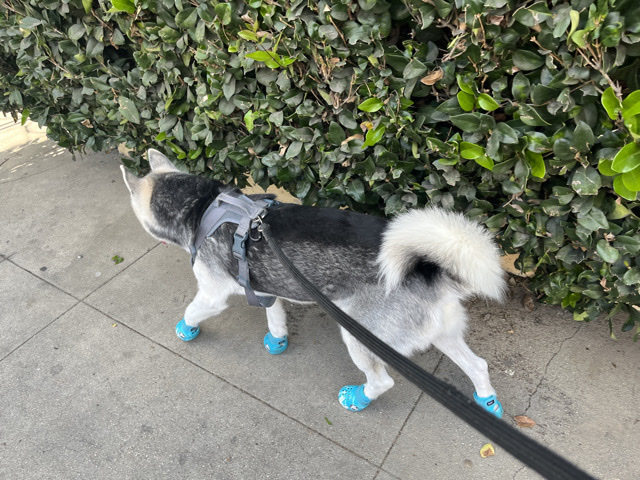 Siberian Husky – Blue needs a energetic, committed, active lifestyle new owner – Los Angeles