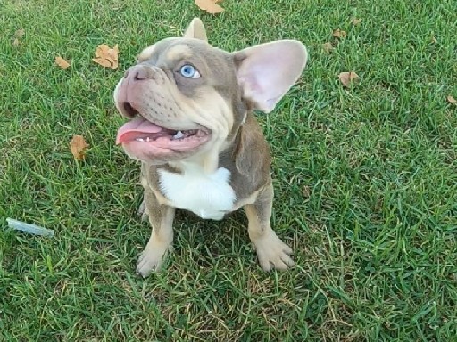 Fluffy Carrier Frenchie Isabella