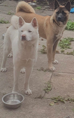 Akita – pure breed Akitas