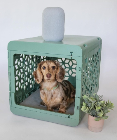 Dachshund – Charming daschunds for sale