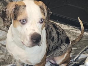 Image of Bull and Terrier