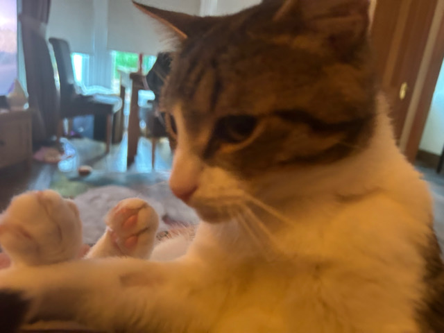 British Shorthair – Hemingway short hair kitten