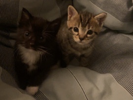 Tuxedo kitten for sale – Endeavour Hills