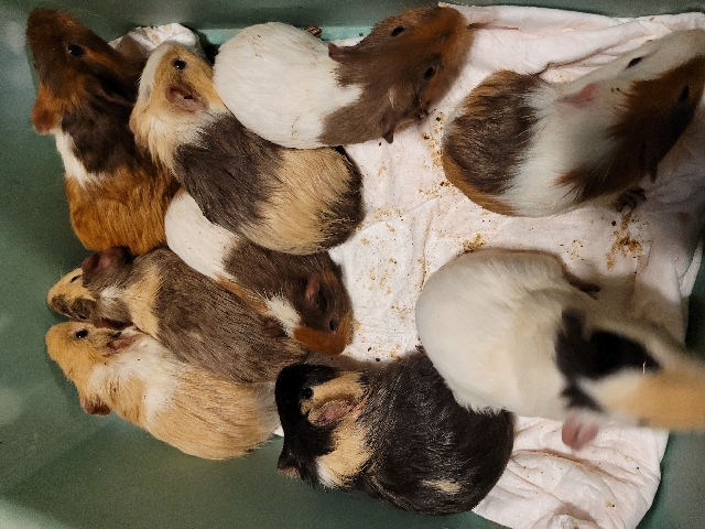 Guinea pigs 