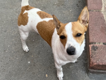 Jack Russell Terrier – Jack Russell terrier puppy – Southall