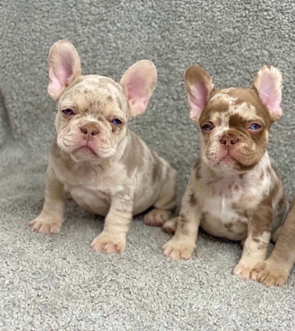 French Bulldog – exotic frenchie pups ready to go high dna