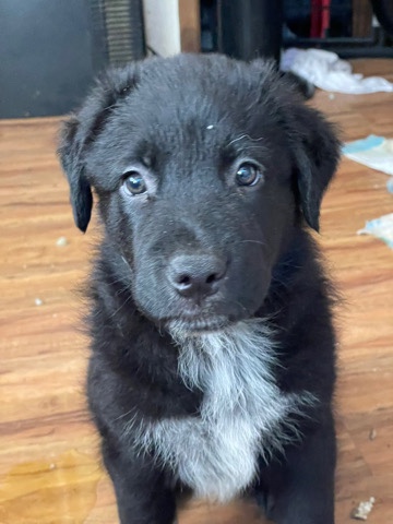 Pyrenean Shepherd – puppy