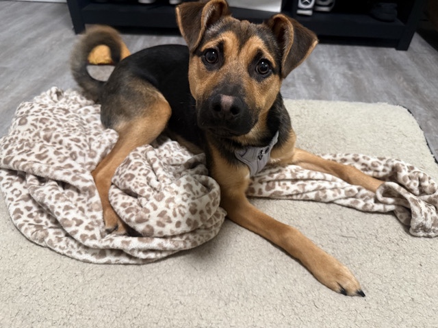 Mixed Breed – Urgent – Lacey