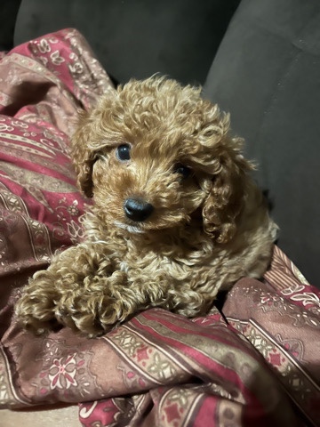 Poodle – cavapoo/poodle breed