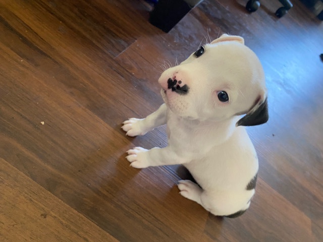 American Pit Bull Terrier – bully