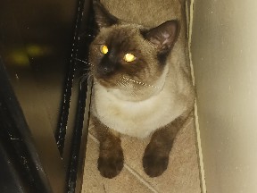 Siamese – Seal Point Siamese Cat – Ithaca