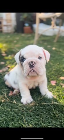 mini English bulldog akc