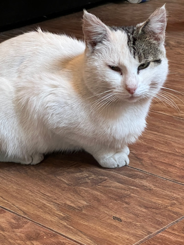 Manx – Stunning furbaby tommy