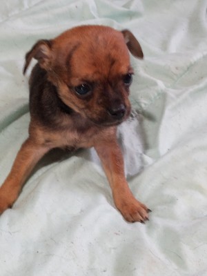 Chihuahua – tiny toy chihuahua puppies – Ash