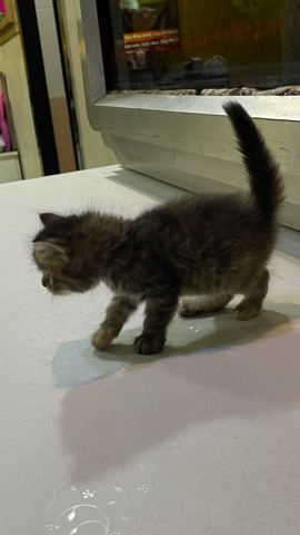 Persian (Modern) – Persian cat, 45 days 1 mail 2female