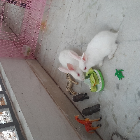 rabbits for sale