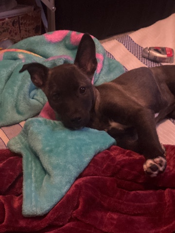 rehome to a good home can no longer keep our family puppy