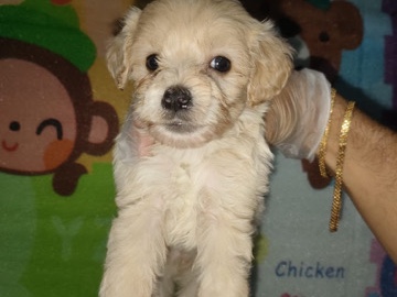 Maltipoo - Maltipoo  available for adoption in Dubai