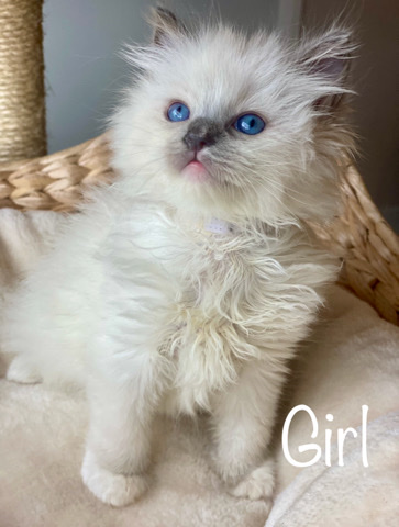 Ragdoll – ragdoll kittens