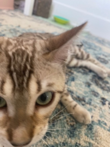 Bengal – Beutiful Snow Bengal