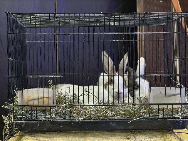 Pair of Rabbit. – Bhopal