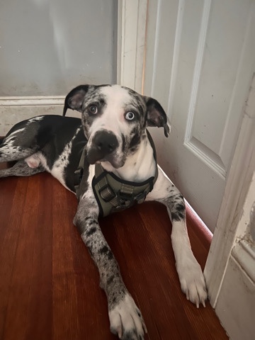 Catahoula Cur – ibra