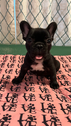 Bulldog – French bulldog male