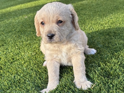 Maltipoo – Rehoming – San Jacinto