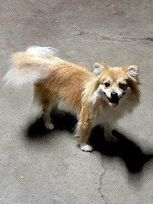 Pomeranian – Female Pomeranian needs good home – Stockton