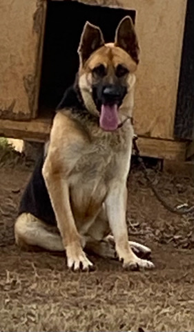 German Shepherd – 3 doggies up for adoption
