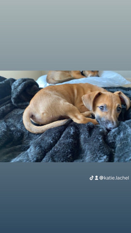 Chihuahua – Small Breed Puppy for Rehoming