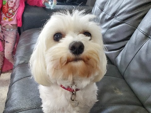 Maltese – maltese dog