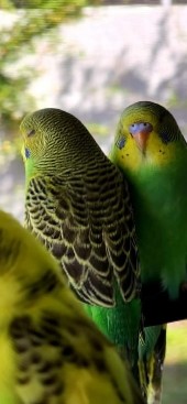parakeet birds