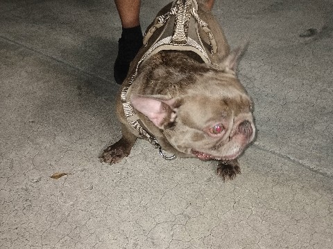 French Bulldog – Frenchy Bully Male and Frenchy Female – Tampa